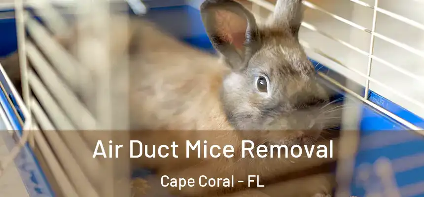 Air Duct Mice Removal Cape Coral - FL