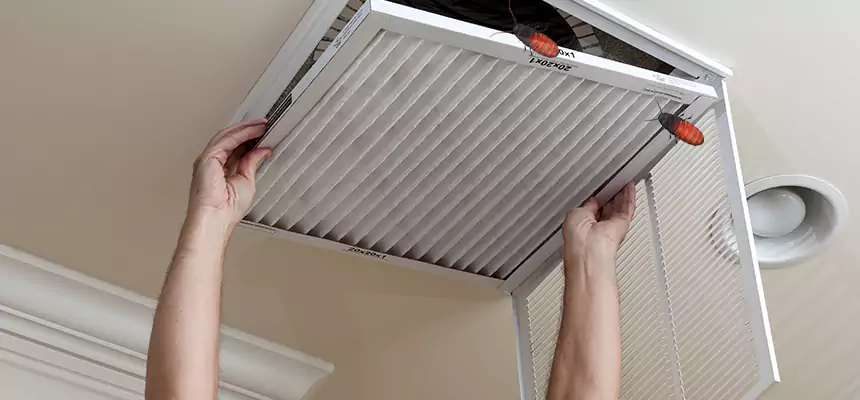 Our Insect Removal from Air Ducts Services in Cape Coral, FL